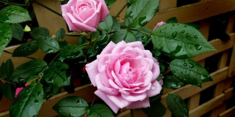 Řezačka pro kudrnaté rostliny: nezávislá výroba